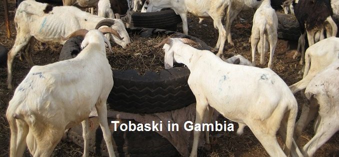 Tobaski 025 Tobaski Gambia and savings